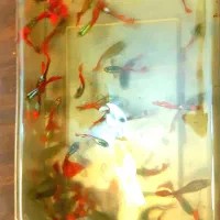 گوپی نژاد دامبو گرید A|ماهی|اصفهان, جلفا|دیوار