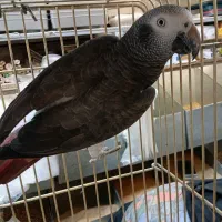 کاسکو ..شاه طوطی ..کاکاریکی