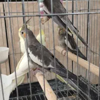 جوجه عروس هلندی