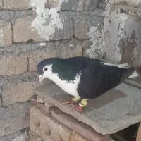 یک جفت نر..ماده بالق چپ سیا ساده اتشی