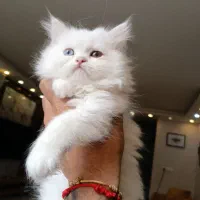 واگذاری توله گربه