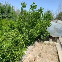 فروش یا معاوضه باغ|فروش دفتر صنعتی، کشاورزی، تجاری|قم, امامزاده ابراهیم|دیوار