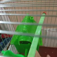 فنچ|پرنده|بندرعباس, |دیوار