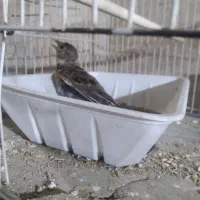 سهره خاکی کهنه کار|پرنده|گرگان, |دیوار