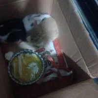 سه عدد خرگوش زرنگ وباهوش بفروش میرسد