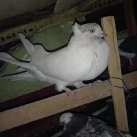 کبوتر فروشی
