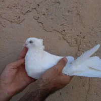 سفید اراکی