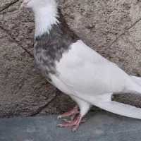 کبوتر طوقی|پرنده|کرج, شهرک بنفشه|دیوار