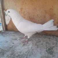 کفتر غریبگیری