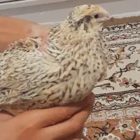 بلدرچین نر ماده گوشتی تخم گذار معاوضه هم دارم|حیوانات مزرعه|تهران, وحیدیه|دیوار