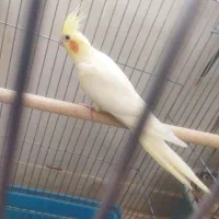 جفت عروس هلندی با سه عدد جوجه