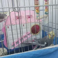 جفت طوطی عروس مولد|پرنده|بهبهان, |دیوار