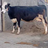 دو عدد گاو شیری با گوساله