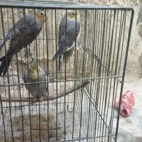 چهار تا عروس هلندی|پرنده|پلدشت, |دیوار