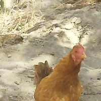 مرغ وخروس محلی