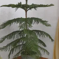 کاج مطبق|گل و گیاه طبیعی|کرج, خرمدشت|دیوار