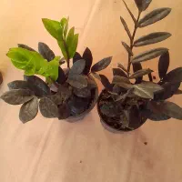 فروش گل آپارتمانی و زینتی|گل و گیاه طبیعی|تالش, هشتپر|دیوار