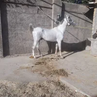 نریون و مادیون کالسکه ای|اسب و تجهیزات اسب‌سواری|مشهد, چاهشک|دیوار