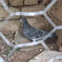 کبوتر مسافتی