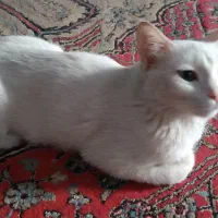 گربه تمام سفید
