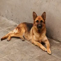 سگ گرگی ژرمن‌