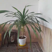 گل طبیعی|گل و گیاه طبیعی|نیشابور, کوی حسینی|دیوار