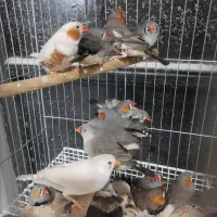 فنج|پرنده|بندرعباس, |دیوار