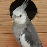 عروس هلندی گمشده