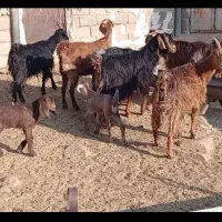 بز کهره دار ترکی جوان در فیروزآباد|حیوانات مزرعه|شیراز, درکی|دیوار