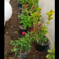 خدمات باغبانی و سمپاشی با ضمانت و فاکتور|خدمات باغبانی و درختکاری|تهران, ونک|دیوار