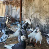 کبوتر|پرنده|بندرعباس, |دیوار