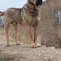 سگ سرابی اصیل