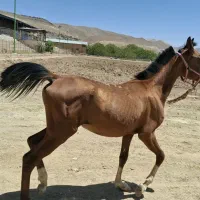 اسب|اسب و تجهیزات اسب‌سواری|سمیرم, |دیوار