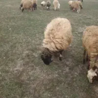میش و بره..اسینم