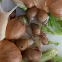 حلزون|خزنده|مشهد, آبکوه|دیوار