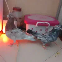 کبوتر هفت رنگ شهرستانی بلژیکی موشی|پرنده|بومهن, |دیوار