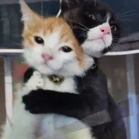 بچه گربه ۲ ماهه