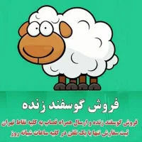 گوسفند زنده