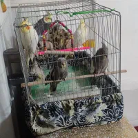 عروس هلندی لوتینو و خاکستری|پرنده|فامنین, |دیوار