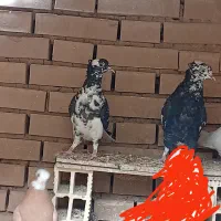 سه عدد کبوتر ویک ماه طوقی