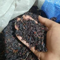 زرشک سیاه کوهی کلی عمده