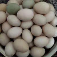 تخم اردک محلی دونه ای ۱۲ تومن