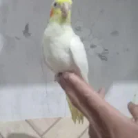 جوجه عروس لوتینو