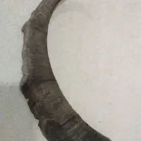 شاخ
