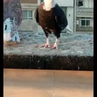 کبوتر تهرانی بازم هستن