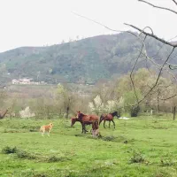 فرصت-طلایی-خرید-زمین-در-کتشال-لاهیجان