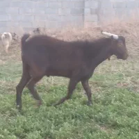 کهره نر مورسیا