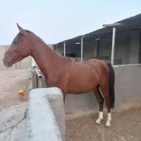 کره نریون کرد