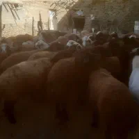 شیشک ومیش ابستن وزاییده|حیوانات مزرعه|ملایر, |دیوار