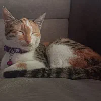 گربه گمشده|حیوانات|لنگرود, |دیوار